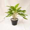 Aglaonema Hijau | Chinese Evergreen