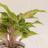 Aglaonema Butterfly | Chinese Evergreen