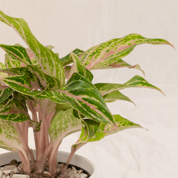 Aglaonema Butterfly | Chinese Evergreen