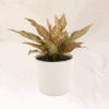 Aglaonema Ruby Kirana | Aglaonema Red Ruby