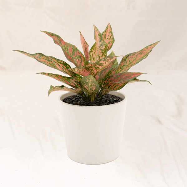 Aglaonema Ruby Kirana | Aglaonema Red Ruby