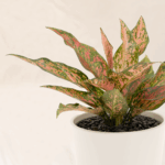 Aglaonema Ruby Kirana | Aglaonema Red Ruby
