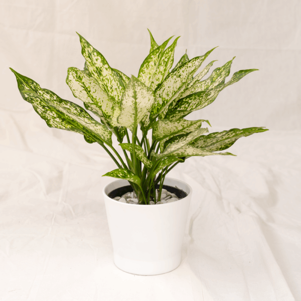 Aglaonema Snow White | Chinese Evergreen