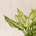 Aglaonema Snow White | Chinese Evergreen