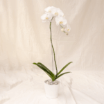 Anggrek Bulan | Phalaenopsis amabilis