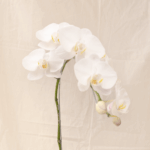 Anggrek Bulan | Phalaenopsis amabilis