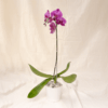 Anggrek Bulan Ungu | Phalaenopsis amabilis