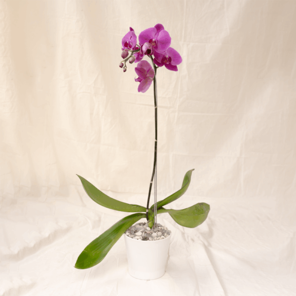 Anggrek Bulan Ungu | Phalaenopsis amabilis