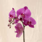 Anggrek Bulan Ungu | Phalaenopsis amabilis