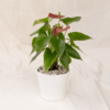 Anthurium Bunga | Anthurium andraeanum