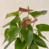 Anthurium Bunga | Anthurium andraeanum