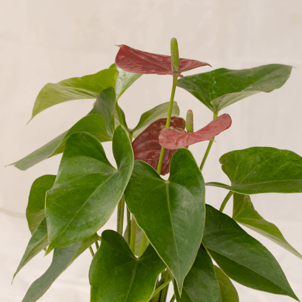 Anthurium Bunga | Anthurium andraeanum