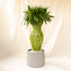 Bambu Rejeki Anyam | Dracaena sanderiana