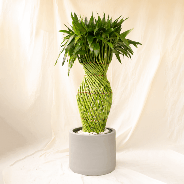 Bambu Rejeki Anyam | Dracaena sanderiana