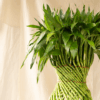 Bambu Rejeki Anyam | Dracaena sanderiana