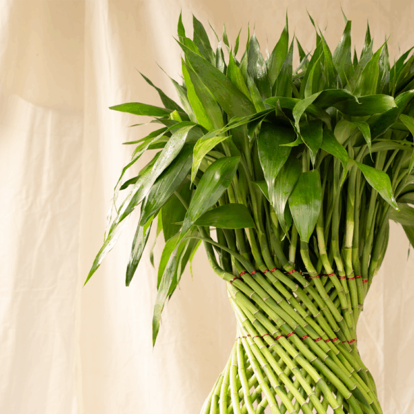 Bambu Rejeki Anyam | Dracaena sanderiana