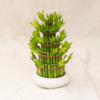 Bambu Rejeki Pagoda | Dracaena sanderiana
