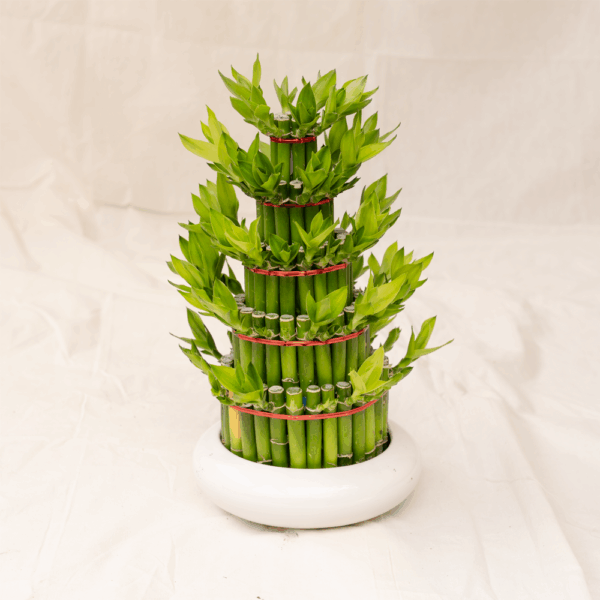 Bambu Rejeki Pagoda | Dracaena sanderiana