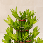 Bambu Rejeki Pagoda | Dracaena sanderiana