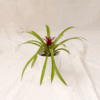 Bromelia Daun Panjang | Neoregelia