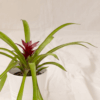 Bromelia Daun Panjang | Neoregelia