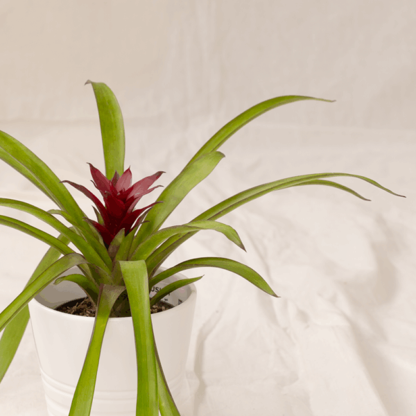 Bromelia Daun Panjang | Neoregelia