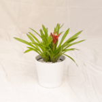 Bromelia Guzmania | Guzmania Plant