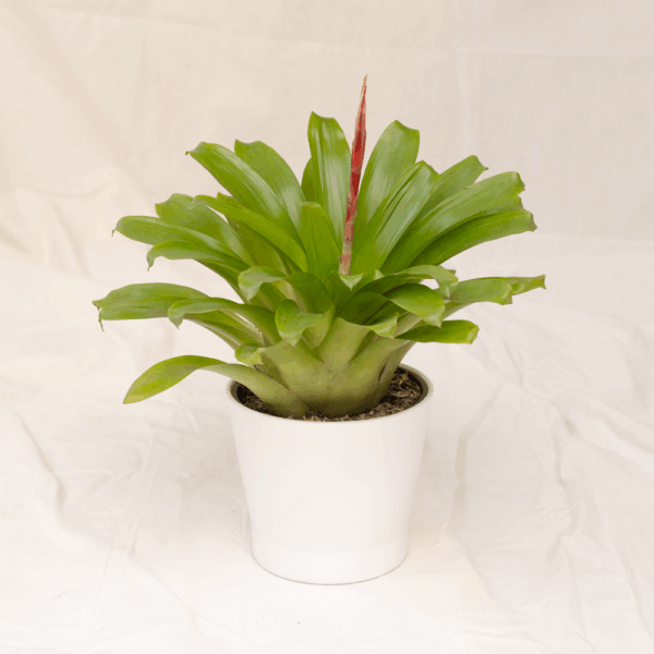 Bromelia Keris | Vriesea splendens