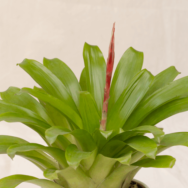 Bromelia Keris | Vriesea splendens