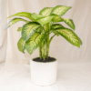 Dieffenbachia Blanceng | Dieffenbachia