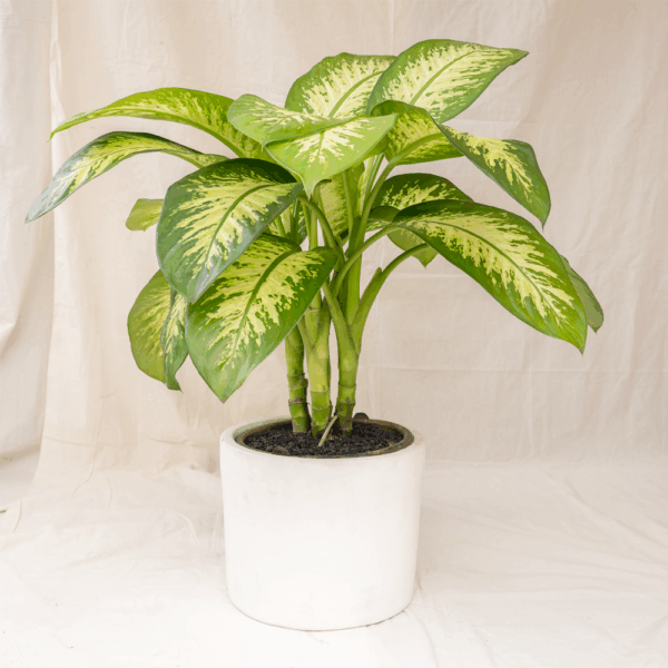 Dieffenbachia Blanceng | Dieffenbachia