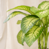 Dieffenbachia Blanceng | Dieffenbachia