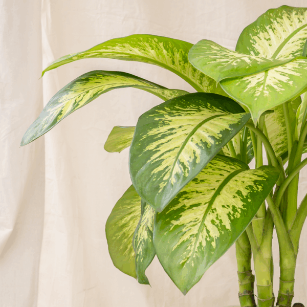 Dieffenbachia Blanceng | Dieffenbachia