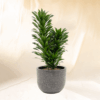 Dracaena Compacta | Dracaena fragrans 'Compacta'