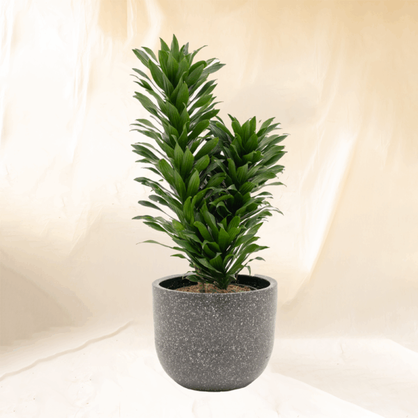 Dracaena Compacta | Dracaena fragrans 'Compacta'