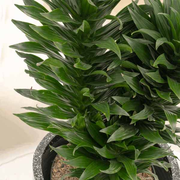 Dracaena Compacta | Dracaena fragrans 'Compacta'