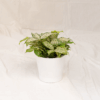 Dracaena Florida | Florida Beauty