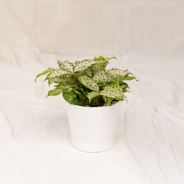 Dracaena Florida | Florida Beauty
