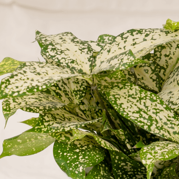 Dracaena Florida | Florida Beauty
