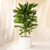 Dracaena Hanjuang Keriting | Dracaena fragrans 'Compacta'
