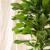 Dracaena Hanjuang Keriting | Dracaena fragrans 'Compacta'
