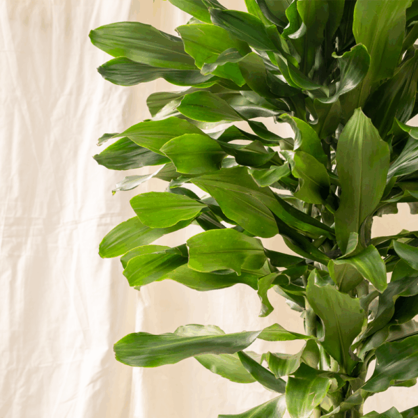 Dracaena Hanjuang Keriting | Dracaena fragrans 'Compacta'