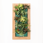 Hanging Plants