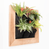 Hanging Plants