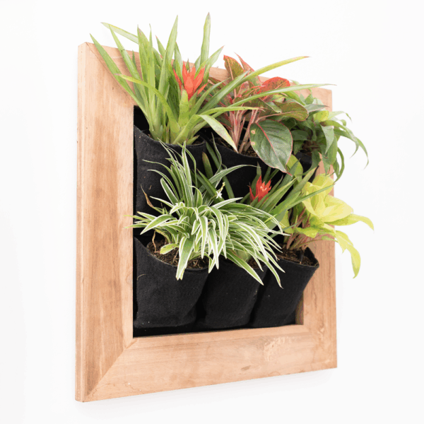 Hanging Plants
