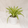 Hema Variegata | Spider Plant Variegata