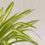 Hema Variegata | Spider Plant Variegata