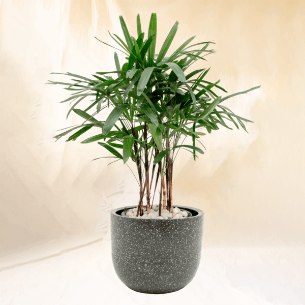 Palem Waregu | Rhapis excelsa