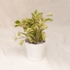 Peperomia