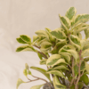 Peperomia